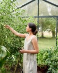 Gardener in linen jumpsuit picking tomatoes