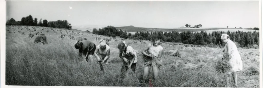 Women harvesting flax by hand in a Lithuanian field